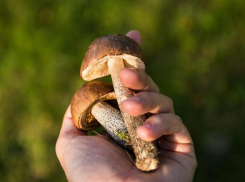 Как не отравиться дикорастущими грибами объяснили дончанам специалисты Роспотребнадзора 