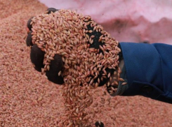 37-летнего жителя Морозовского района задержали за кражу 272 килограммов зерна 