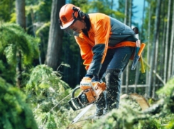 12 улиц Морозовска на время останутся без электричества из-за обрезки деревьев