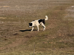 14 безнадзорных собак отловили в прошлом месяце в Морозовске