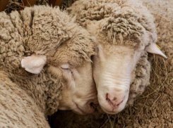 Овцеводческое предприятие из Морозовского района вошло в число победителей Российской выставки племенных овец и коз в Каспийске