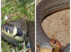 Большинство змей Морозовского района не представляют для человека существенной опасности