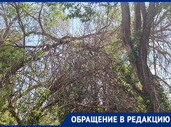 Опасные ветки угрожают жителям Морозовска на улице Коммунистической