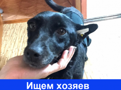 Рейна ищет добрых и ответственных хозяев