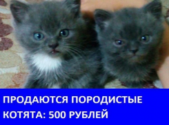 Продаются милые породистые котята