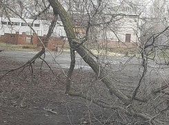 Упавшее дерево беспокоит жителей Морозовска