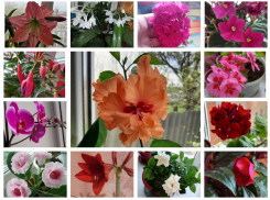 Читатели «Блокнота Морозовска» поделились фотографиями своих цветущих комнатных растений