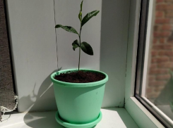 Как вырастить лимонное деревце из косточки