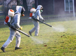 Морозовчан попросили на время обработки от клещей воздержать от посещений парков и детских площадок