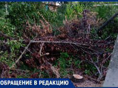 Высохшие деревья «украшают» до сих пор пешеходную дорожку и трансформатор, - жительница улицы Ворошилова в Морозовске