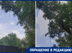 «Пока не случилась беда»: старые деревья просят спилить жители Морозовска 