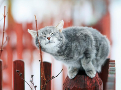 Потепление до +9 градусов обещают морозовчанам в субботу