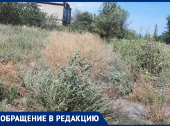 Траву возле домов на улице Зеленского 12 и Демьяна Бедного 73 некому покосить, - морозовчанка