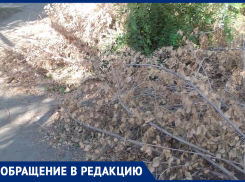 Самое то, чтобы спотыкаться или рвать кульки! – морозовчанин о спиленных ветках, который уже месяц лежат на тротуаре 