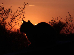 Жара в Морозовском районе постепенно пойдет на спад