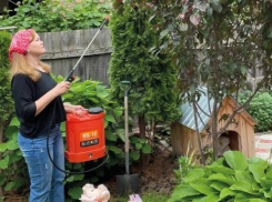 Сад отцвел: болезни и вредители точат зубы на будущий урожай