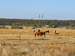«Великий край Донской»: морозовчане написали песню о Ростовской области