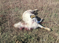 Бездомные собаки загрызли двух коз в Морозовске