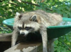 Жара и солнце: лето вернулось