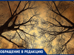 Заросли в пустующем дворе на улице Донскова скоро оборвут электролинию, - морозовчане