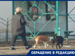 «Это опасно!»: морозовчанка обеспокоена выгулом больших бойцовских собак без намордников