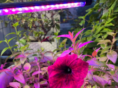 Рассадный период на носу: выбираем фитолампы по всем правилам