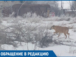 Осторожно, собака кусается, - морозовчанка предупредила жителей улицы Авдеева