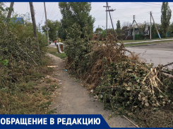 Заросли амброзии и деревьев на улице Луначарского и горы мусора возмутили морозовчанина