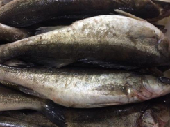 10 тонн рыбы с подложными документами задержали в Морозовском районе