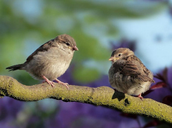 Теплую погоду без осадков обещают морозовчанам в четверг