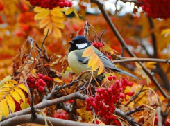 Погода не испортит морозовчанам воскресный день: лишь утром ожидается небольшой дождь
