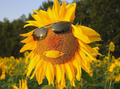 Солнечно и без осадков будет в субботу