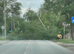 Сильный ветер повалил несколько деревьев в Морозовске 