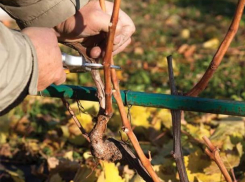 Как подготовить виноград к зимовке: морозовчанка дала простые и понятные советы