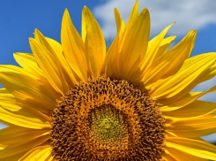 Самая жаркая неделя года в Морозовске начнется с легкого дождя