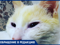 Любимый кот пришел с улицы, измазанный краской, - морозовчанка