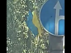 Украинский флаг обнаружился в центре Морозовска
