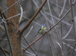 Потепление до +6 градусов ожидается в Морозовске 11 февраля