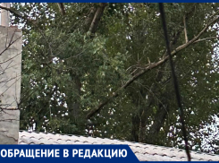 Будем ждать, когда упавшее бревно покалечит ребёнка? – морозовчанка об аллее сухих тополей на улице Луначарского