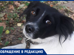 Морозовчанин пояснил, что к смерти милой собаки не имеет никакого отношения