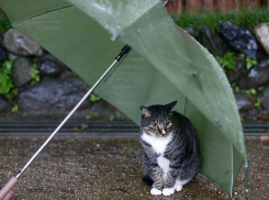 Небольшой дождь возможен в Морозовске утром, 23 апреля