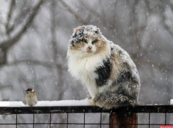 Снег и дождь прогнозируют синоптики морозовчанам на 30 ноября