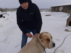 В Морозовском районе проведут бесплатную вакцинацию кошек и собак против бешенства