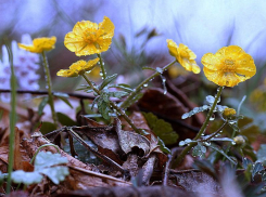 Последний день уходящей недели в Морозовске окажется теплым и пасмурным