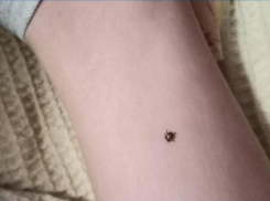 Как защититься от клещей рассказали жителям Морозовска 