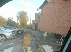 В 2023 году денежные средства на отлов и содержание бездомных собак израсходованы, - администрация Морозовского городского поселения