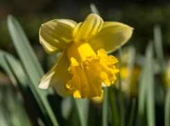 Дождя не будет: морозовчанам прогнозируют переменную облачность и до 17 градусов тепла