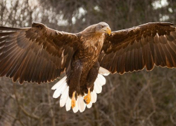 Двухметровый размах крыльев: обитающий в Морозовском районе орлан-белохвост занесен в Красную книгу