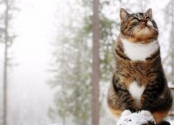 Морозовчанам снова обещают похолодание и снегопад