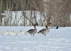 +2 будет в Морозовске 1 февраля
